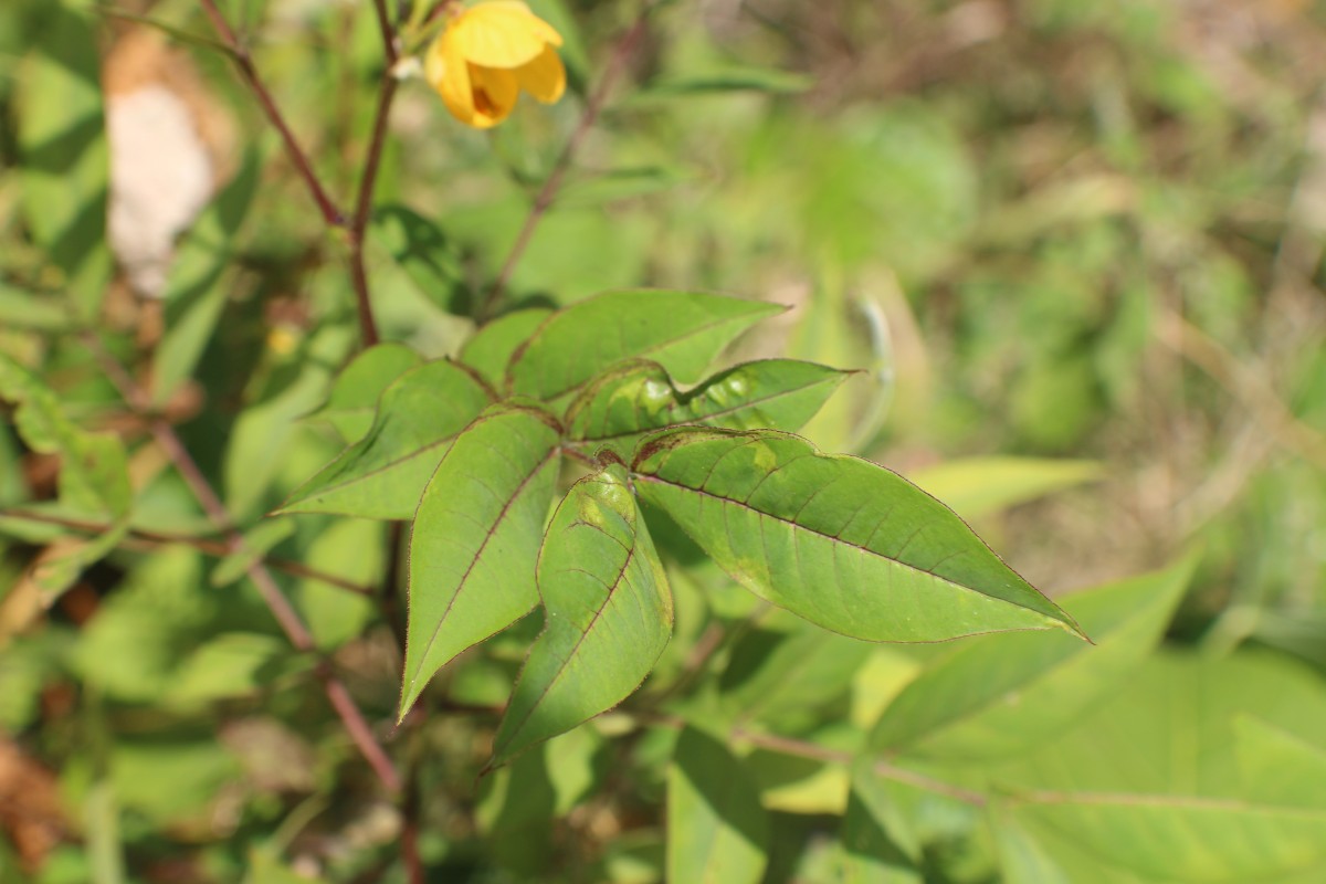 Senna occidentalis (L.) Link